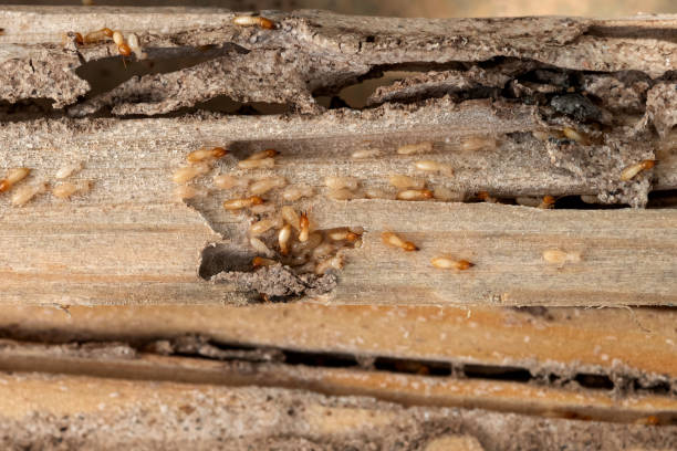 Best Best Pest Control Companies  in Bernardsville, NJ